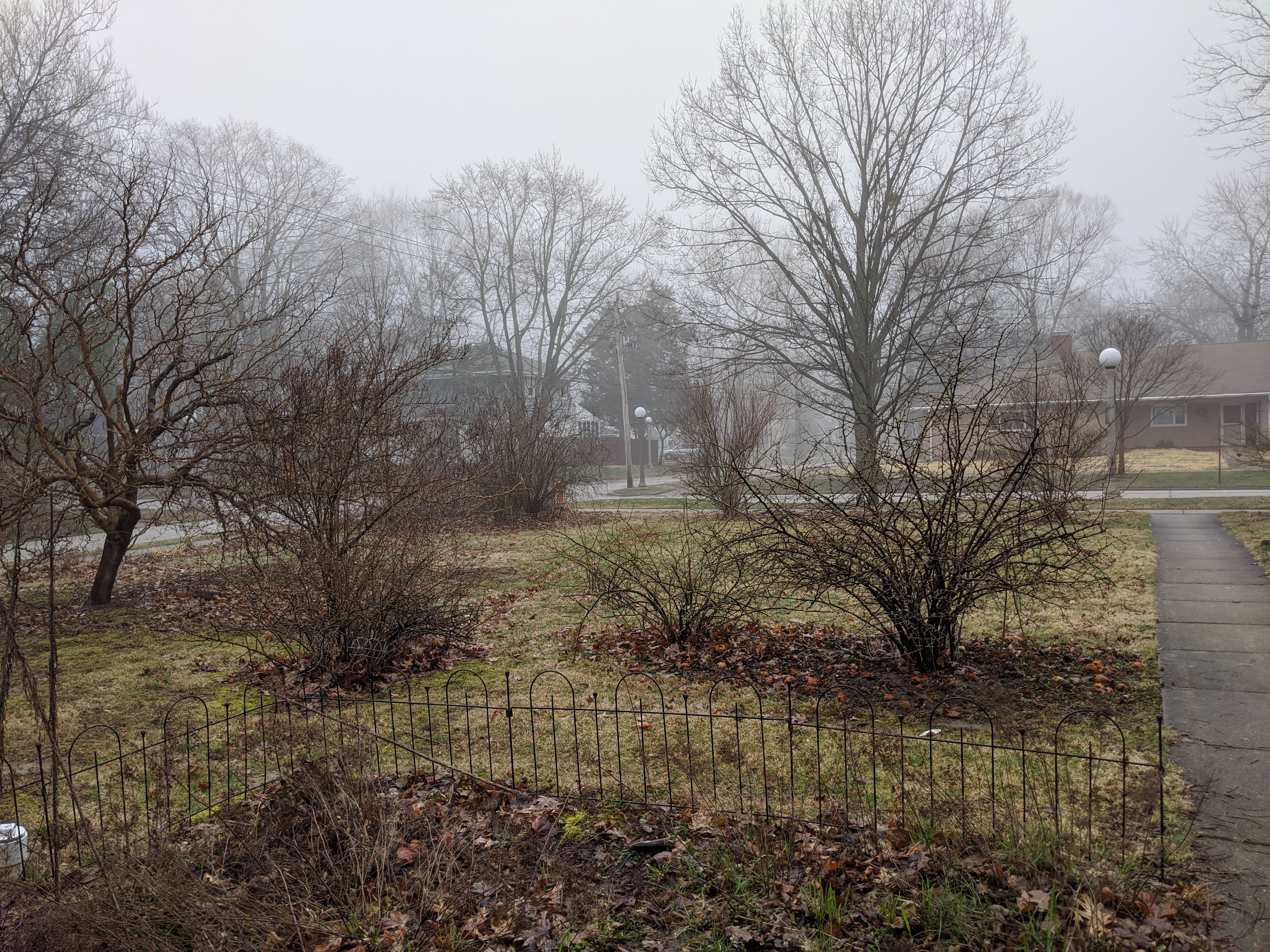 Margaret's front yard in the foggy gloom
